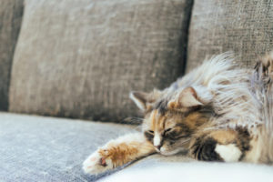 15歳猫のごはん