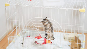 避妊去勢後の子猫のフード