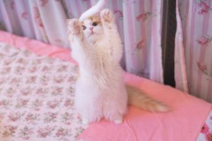 子猫　ドライフード